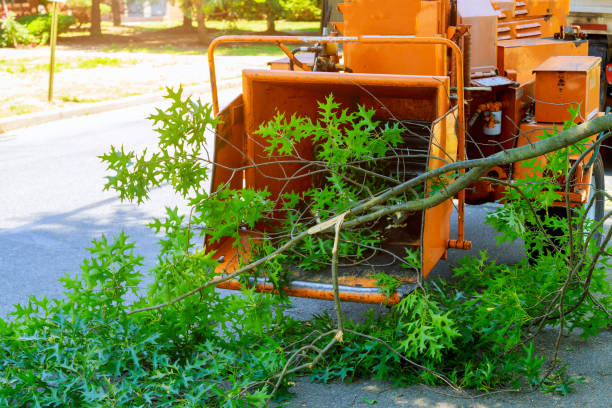 How Our Tree Care Process Works  in  Rochelle, IL