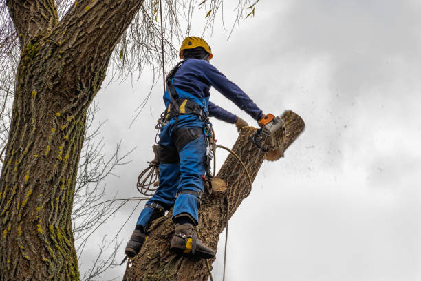 Leaf Removal in Rochelle, IL