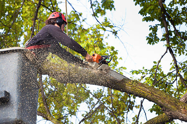 Trusted Rochelle, IL Tree Services Experts